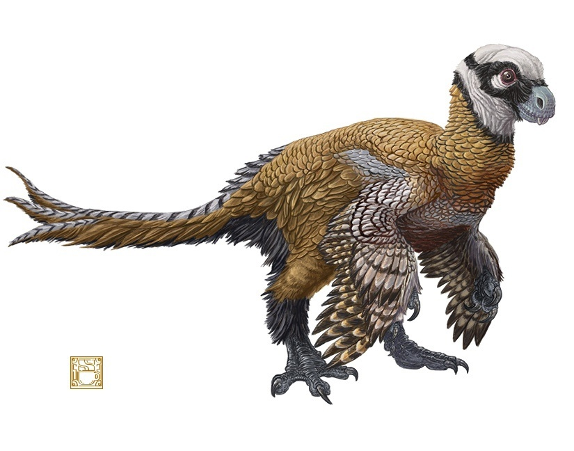 Так-так, что тут у нас? Курица грызун? Пора завязывать с палеонтологией... 