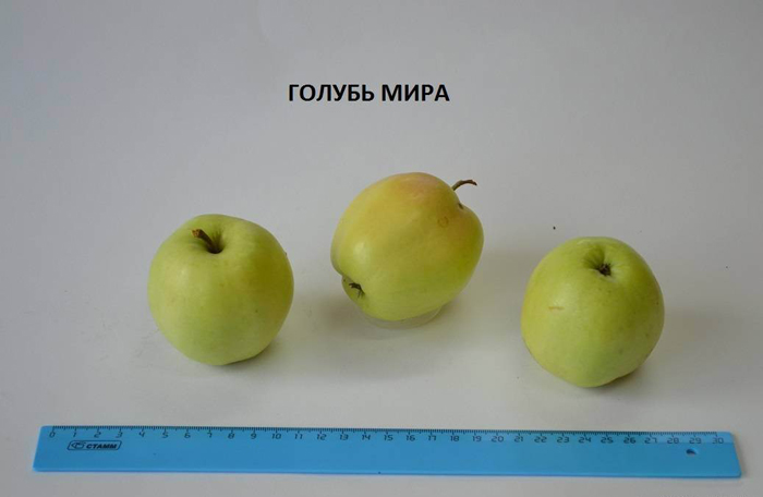 Голубь мира