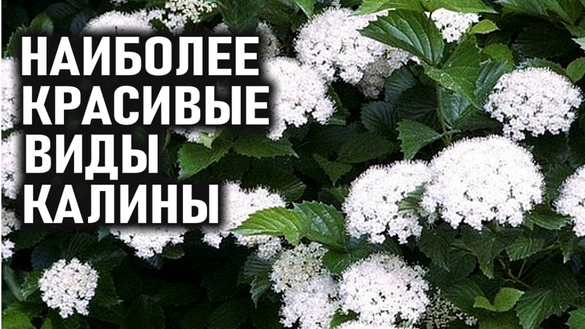 На превью соцветия КАЛИНЫ ЗУБЧАТОЙ