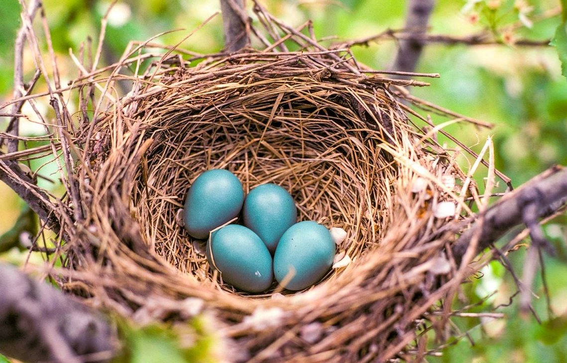 К чему снятся яйца куриные в гнезде. Гнездо. Гнездо для птиц.. Гнездо на дереве. Гнездо с яйцами.