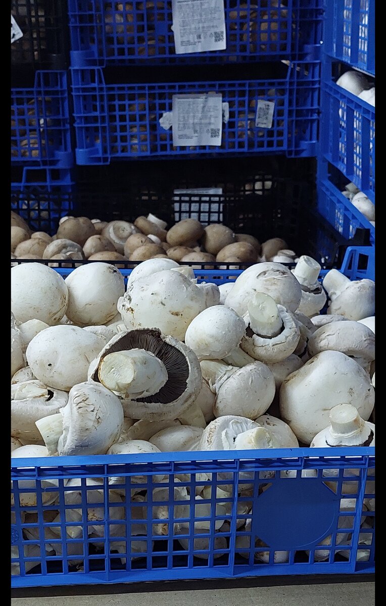 2 вида шампиньонов.В чем отличие?