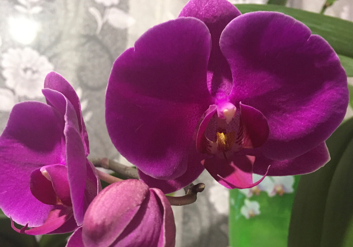 Люблю давать орхидеям свои имена. Это Малинка