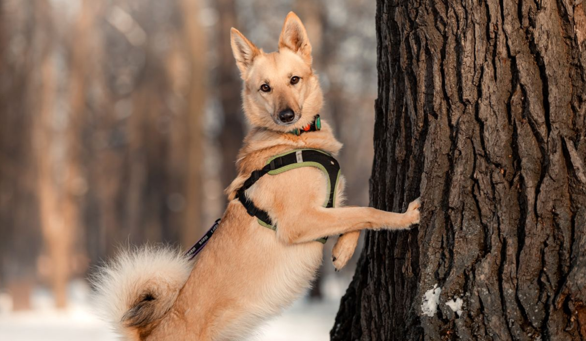 Дина, ищет дом