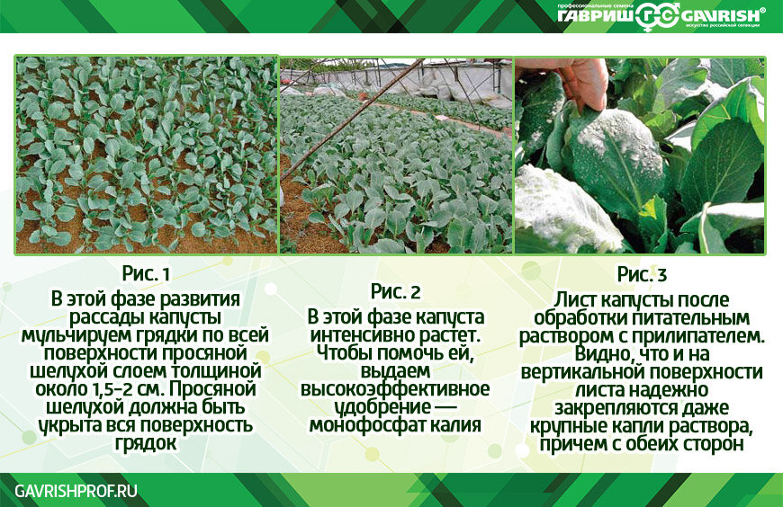Когда высаживать раннюю капусту в грунт. Когда высаживать раннюю капусту в грунт