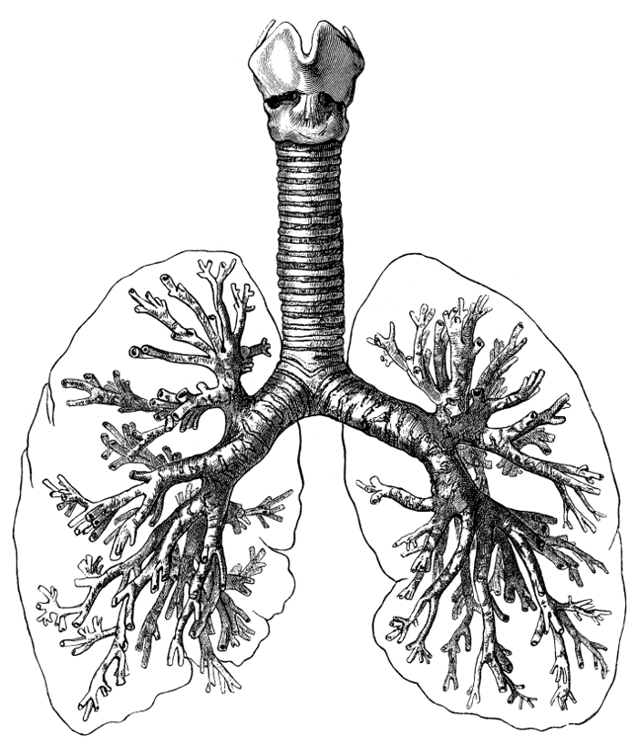 Источник: attivazionibiologiche.info