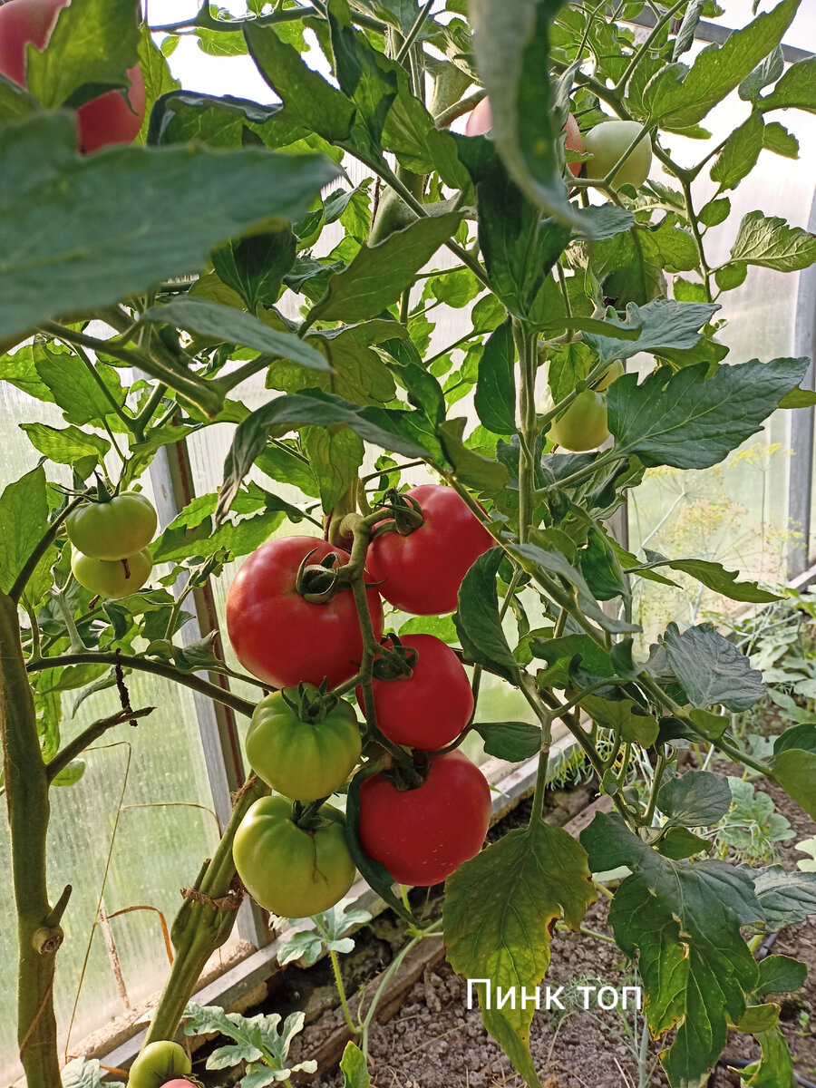 Томат Пинк Топ F1