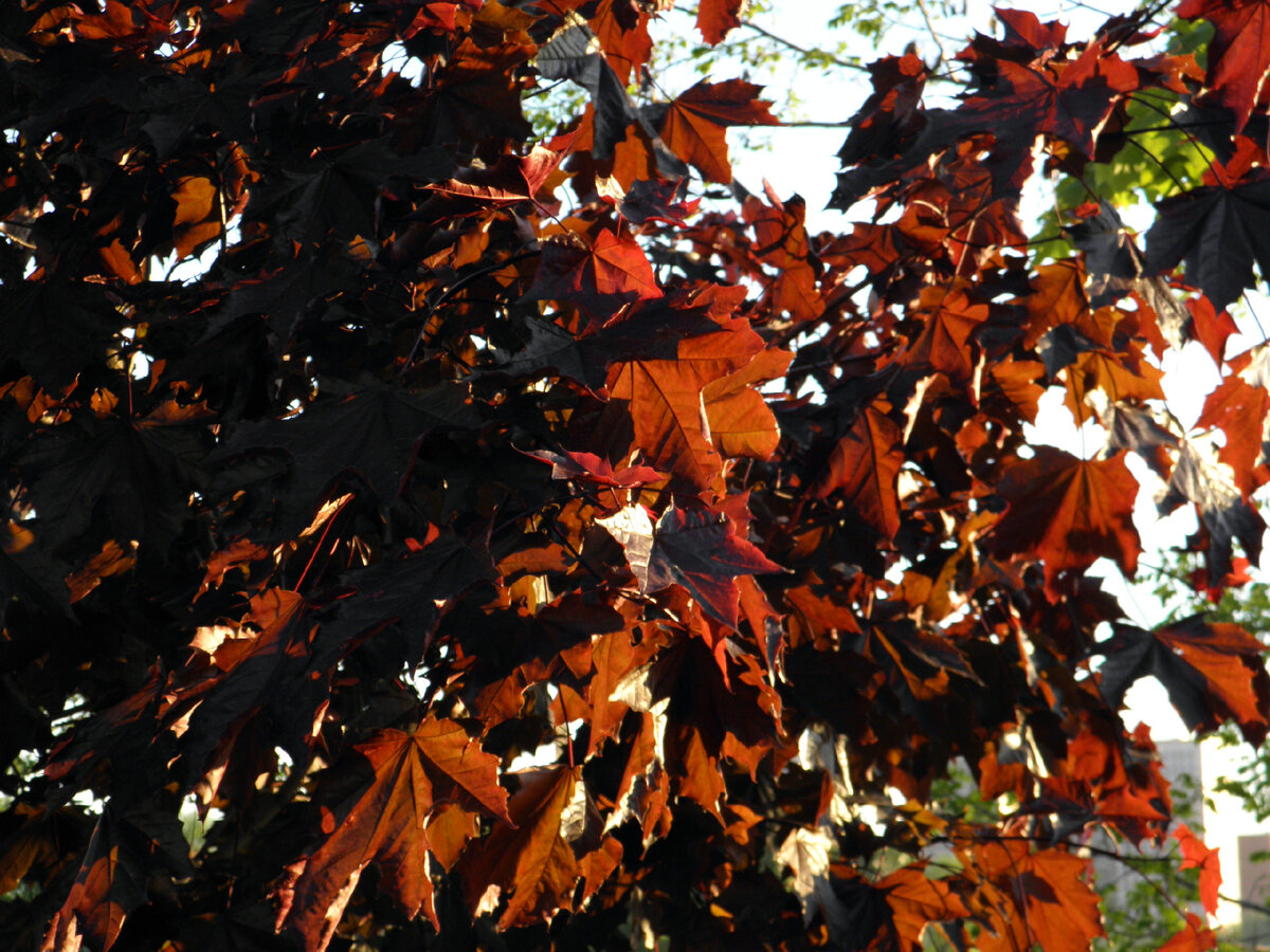 Канадский клён. Июнь 2022. Фотографии авторские.