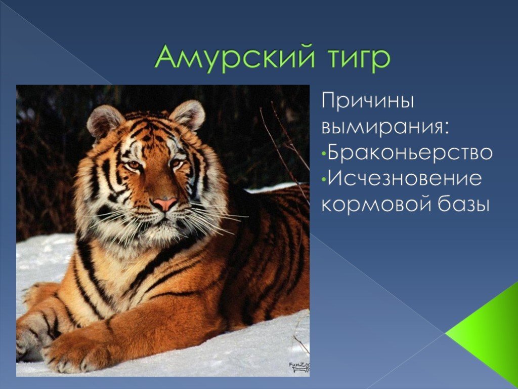 Исчезновение амурского тигра. Амурский тигр презентация. Презентация на тему Амурский тигр. Причины вымирания Амурского тигра. Амурский тигр красная книга.