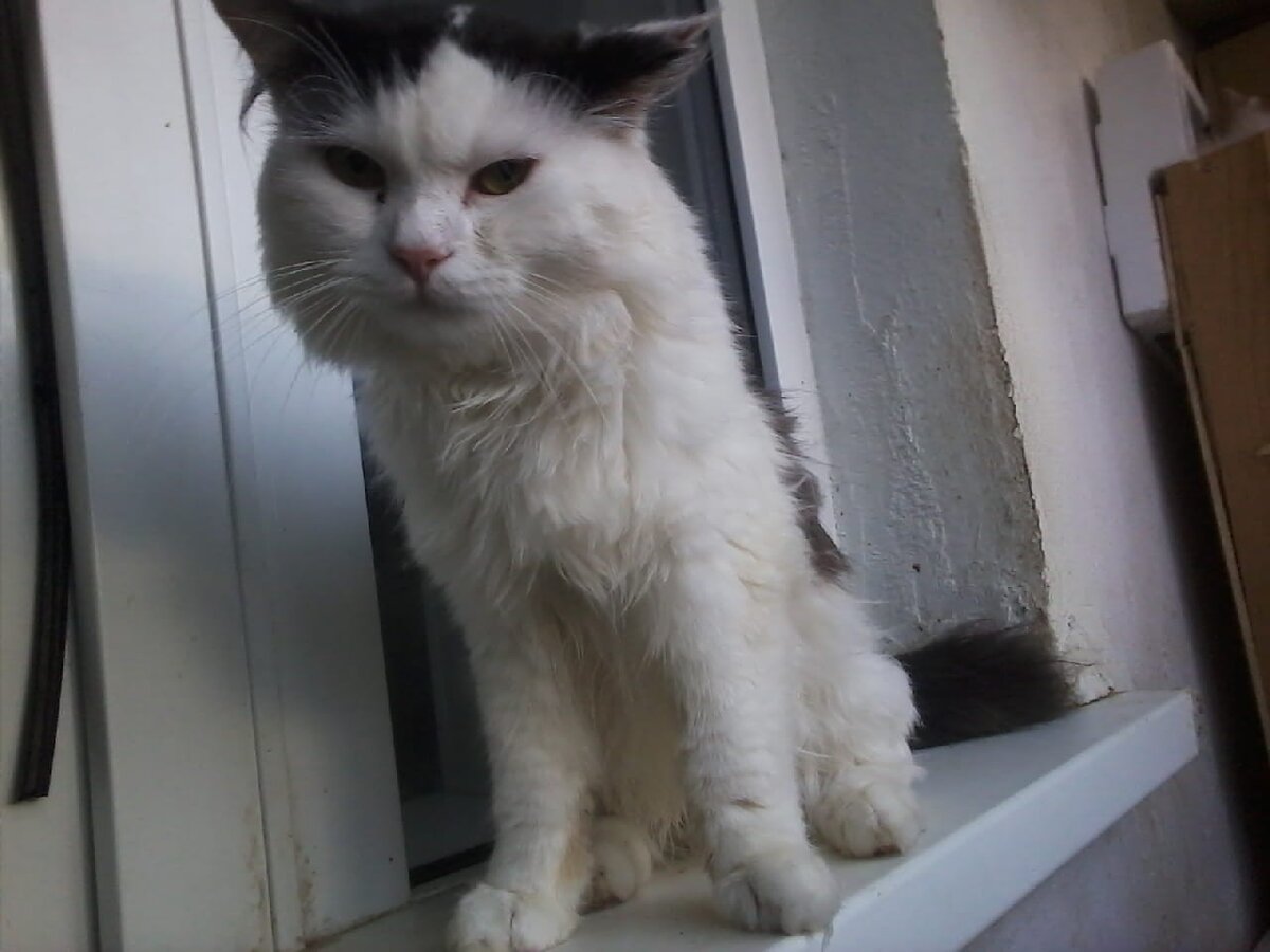 Этого котика забрала волонтёр с промзоны зимой. Африканское животное выживало на снегу  среди собак. Нефтекамск. 