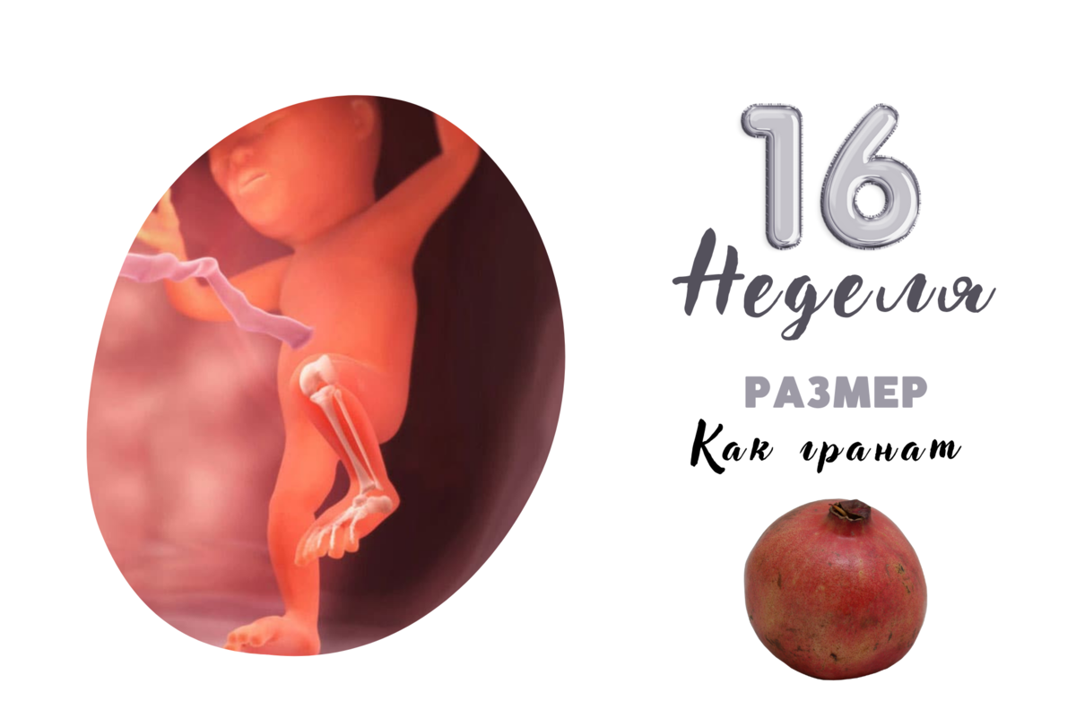 16 НЕДЕЛЯ БЕРЕМЕННОСТИ | PRO МАМА | Дзен