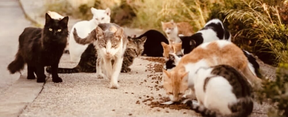 Кормление кошек/feeding cats