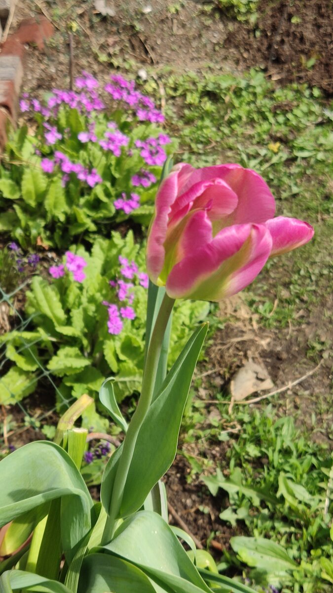 Этот тоже в горшочке