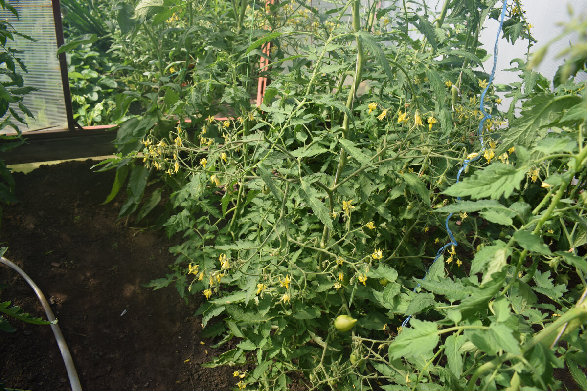 томаты в теплице(фото автора)