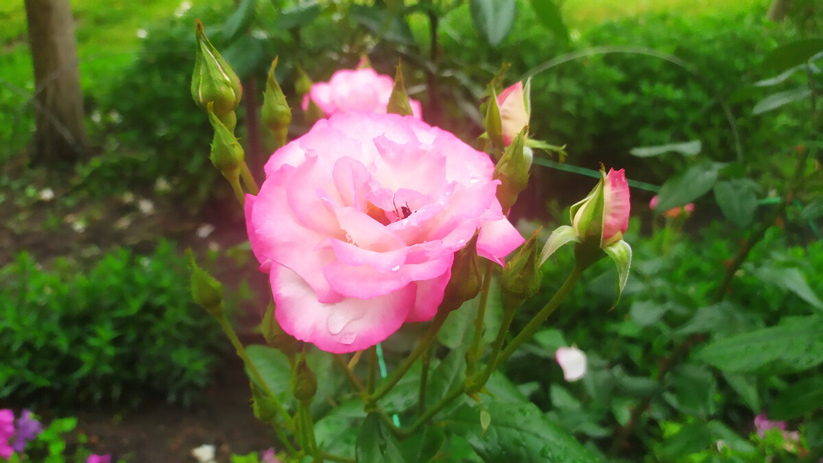 Цветите, милые дамы, как моя роза!