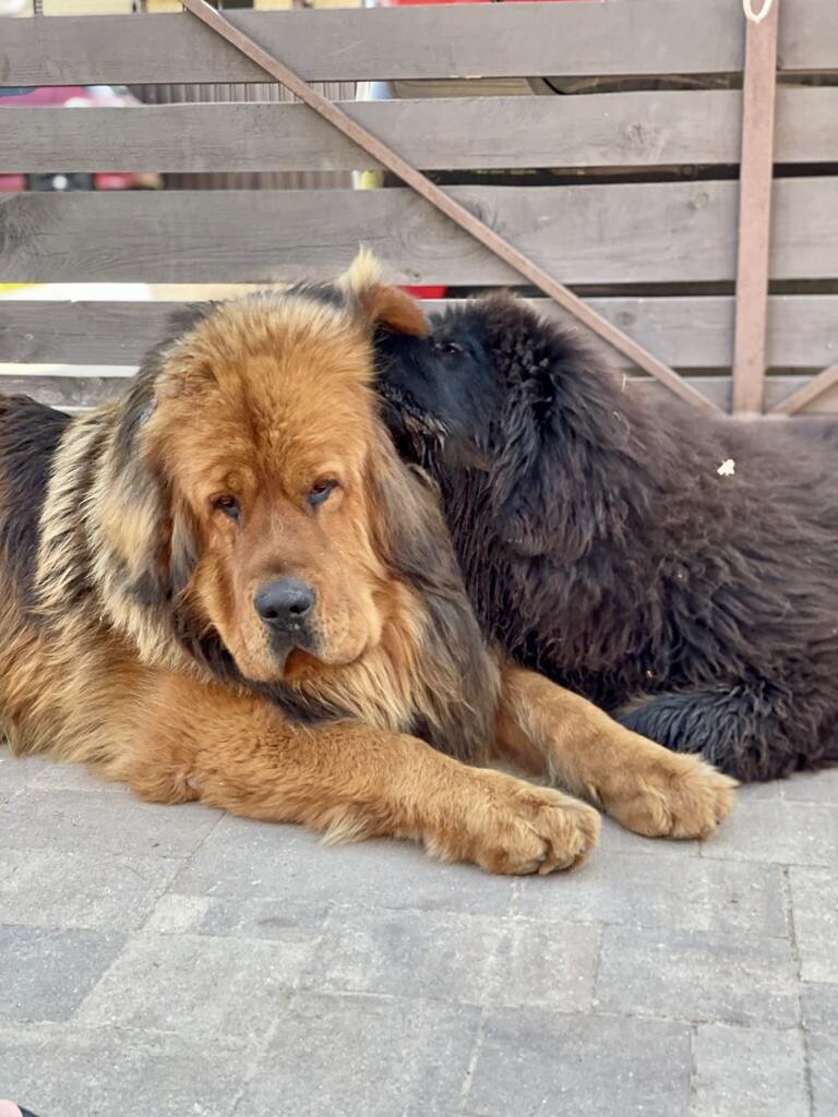 Лия тоже не просто так живет - уши Леве чистит 😂