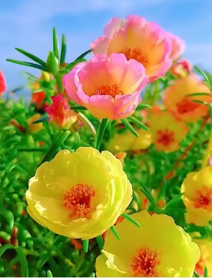 Пусть все семьи живут счастливо!