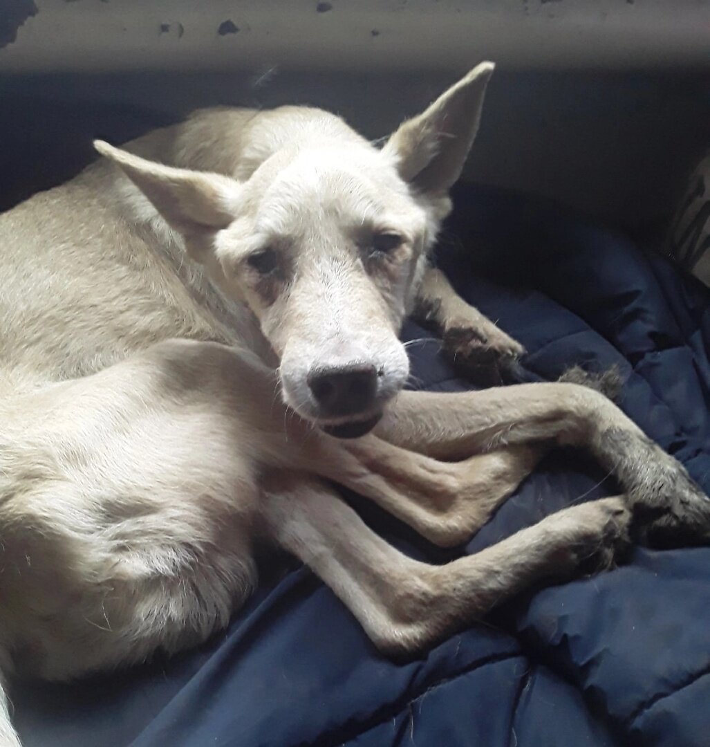 Кузя.фото из архива Вали.опубликовано с ее согласия