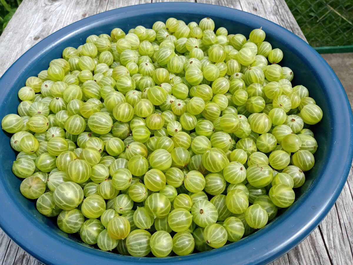 Пять литров уже обработанного крыжовника