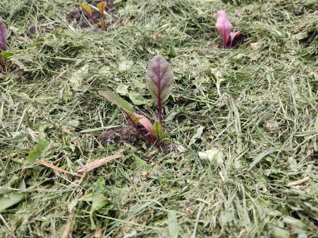Так я этой весной посадила рассаду свеклы на одну грядку (под зеленую траву).