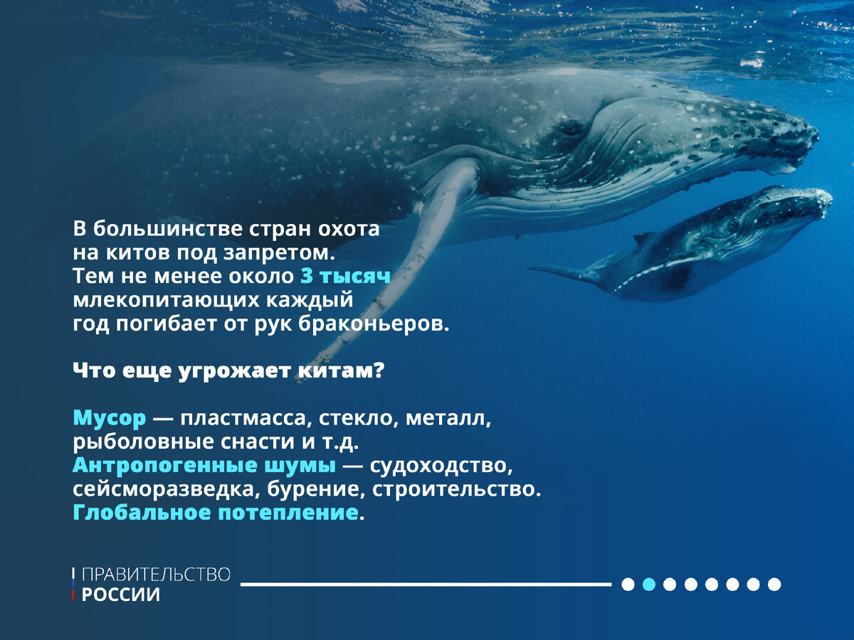 всемирный день китов