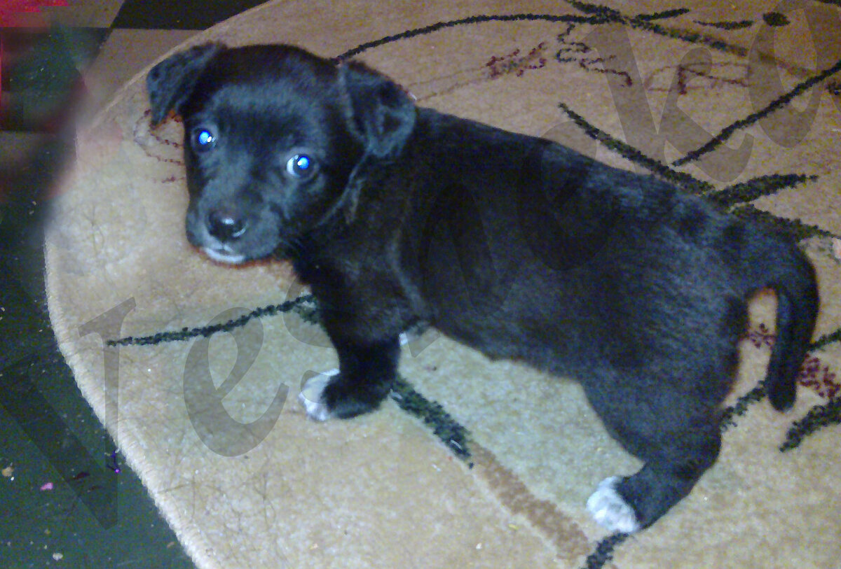 Фото автора. Ева