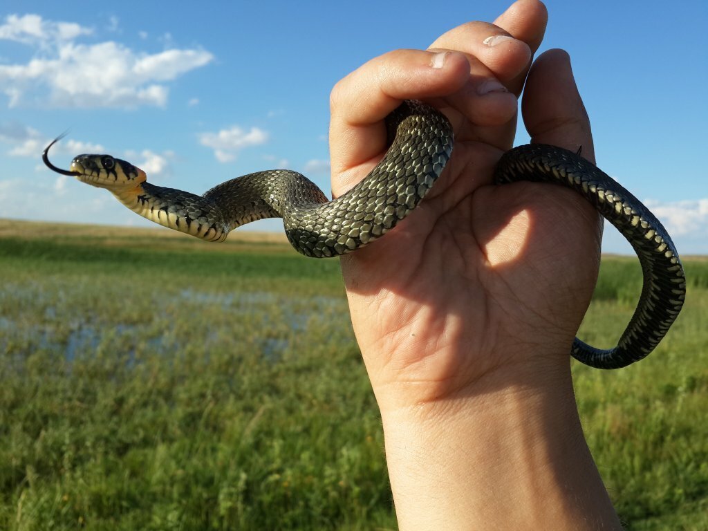 Вы спрашивали - мы отвечаем: змеи на участке. Что делать? 🐍 | Жук | Дзен