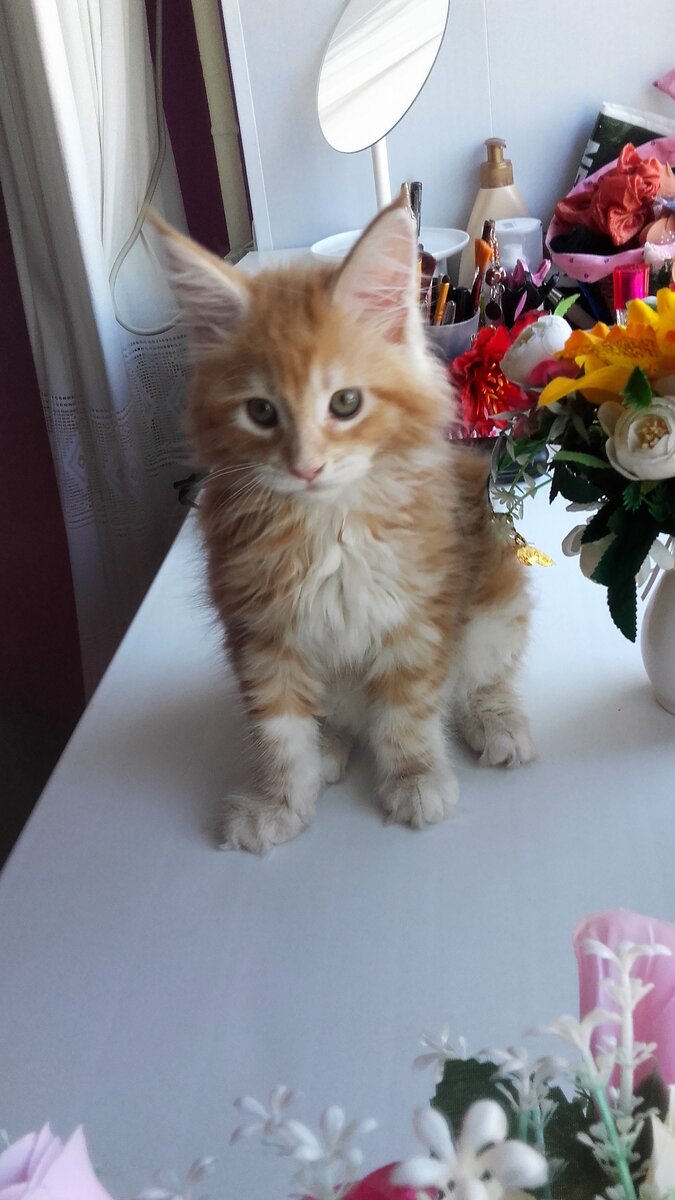 Софа тут еще совсем малышка