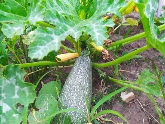     Фото: архив "МК в Калуге"