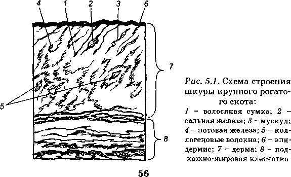 Рак кожи: профилактика, диагностика, лечение