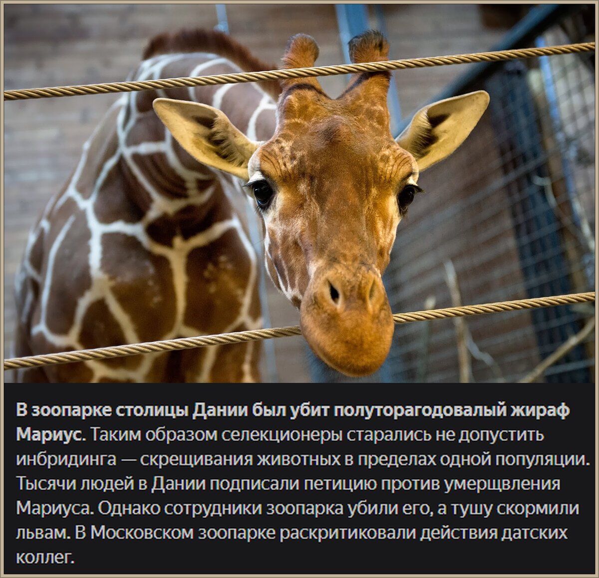 Однажды в Дании 2014 года