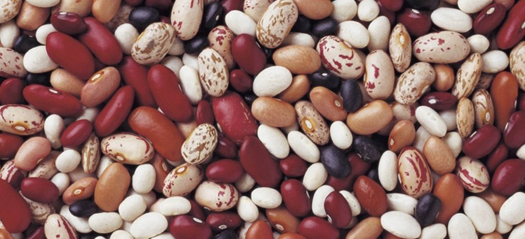 разнообразие фасоли
