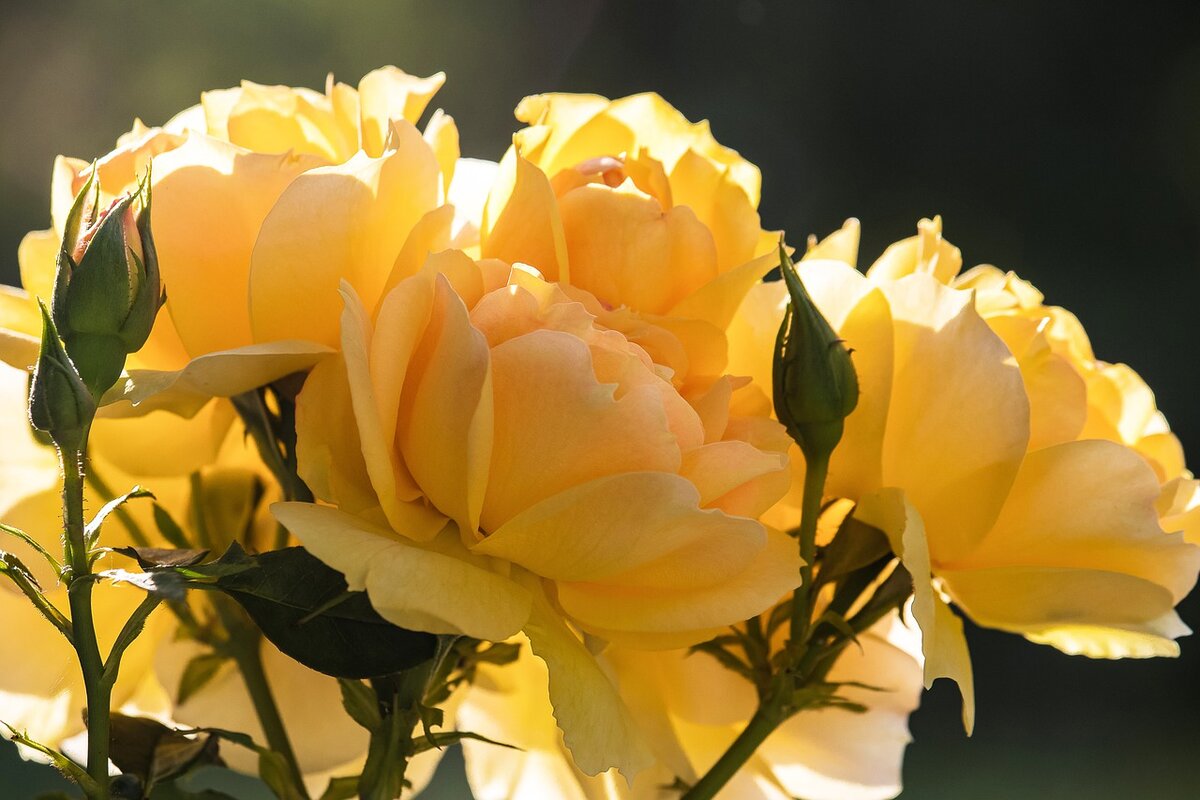 Фото: pixabay.com
