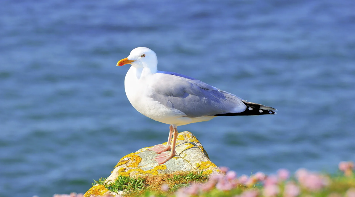 Источник изображения: https://lookw.ru/animals/975-morskie-pticy.-seabirds-60-oboev.html