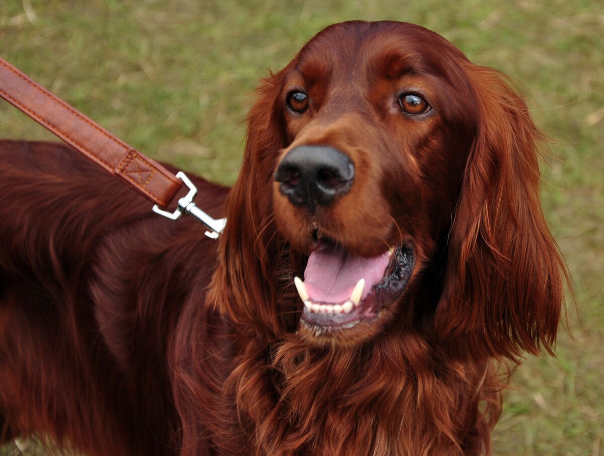 Ирландский сеттер (Irish Setter)