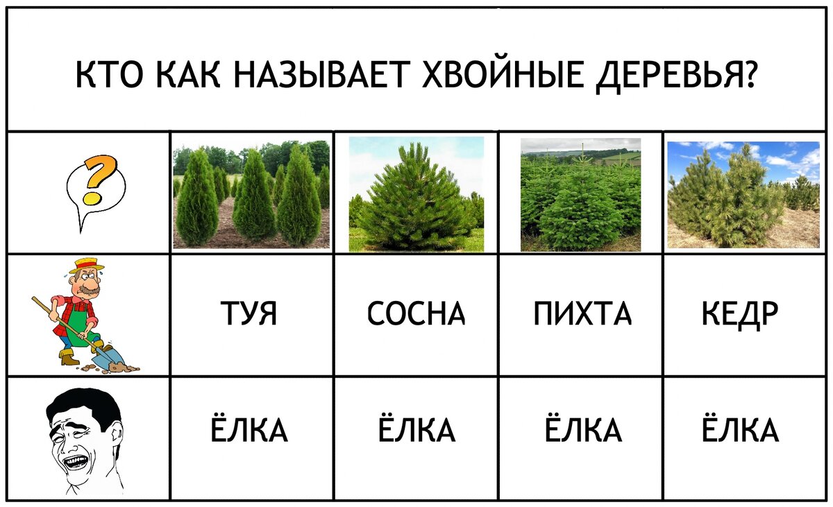 Хвойники в ландшафтном дизайне: 10 самых красивых проектов, которые можно повторить