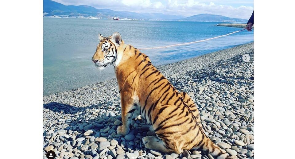 Тигрица Алиса. Фото instagram.com📷
