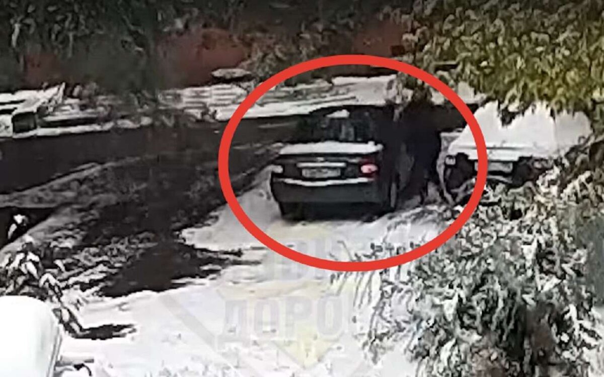    Зима подкралась незаметно: чистил машину — едва не пришибло веткой (видео)