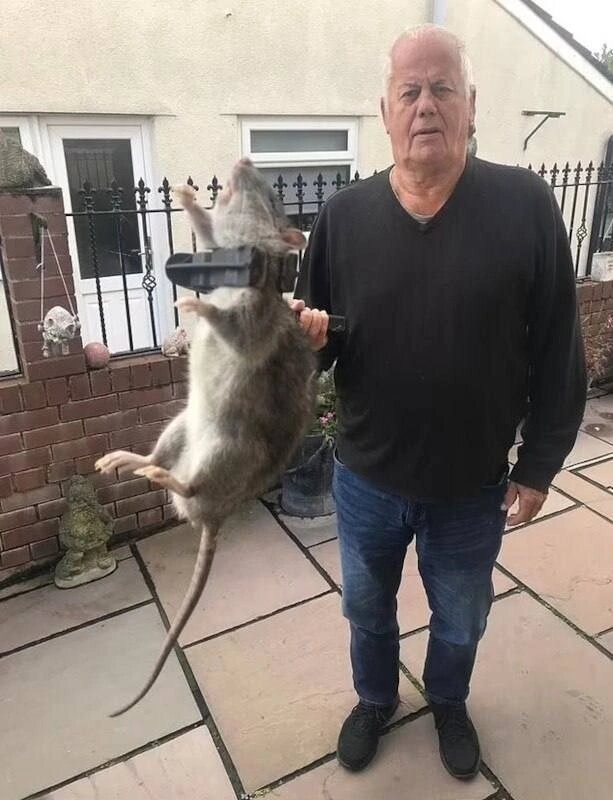Крыса