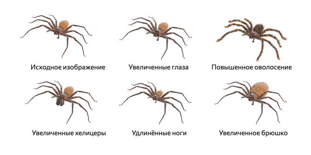 Изображение: What Makes Spiders Frightening and Disgusting to People? / Frontiers in Ecology and Evolution📷
