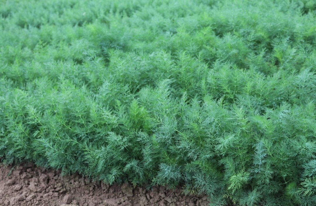 Укроп Мораван на слекционном участке Селекцентра Лагутники 