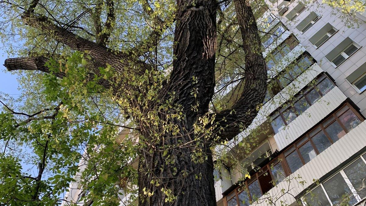 Как парки укрепляют здоровье горожан