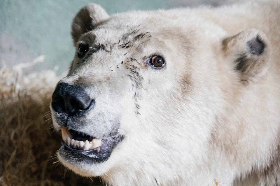     Белый мишка Диксон. Фото: vk.com/moscow_zoo