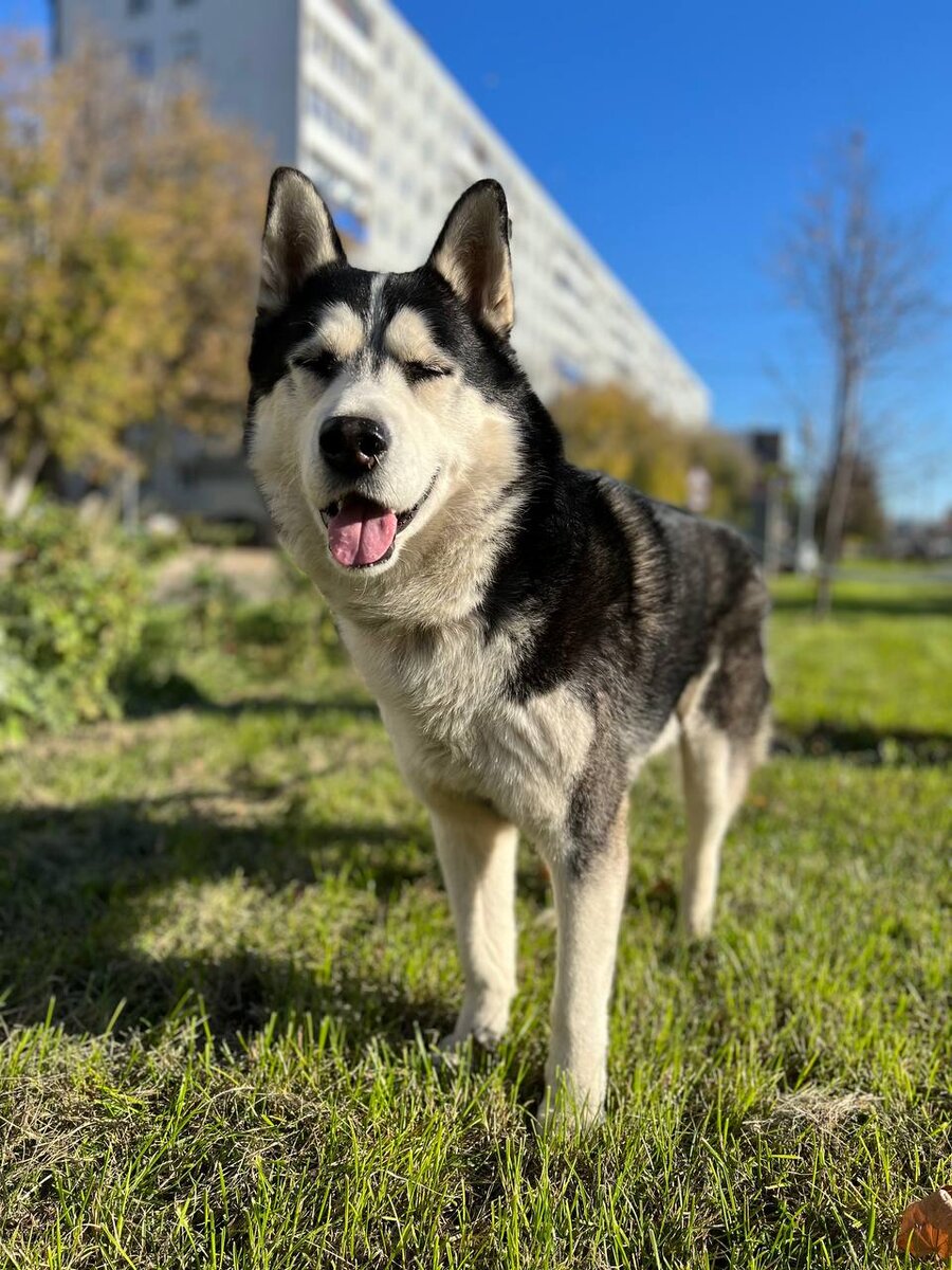 Тимон подмигивает👌