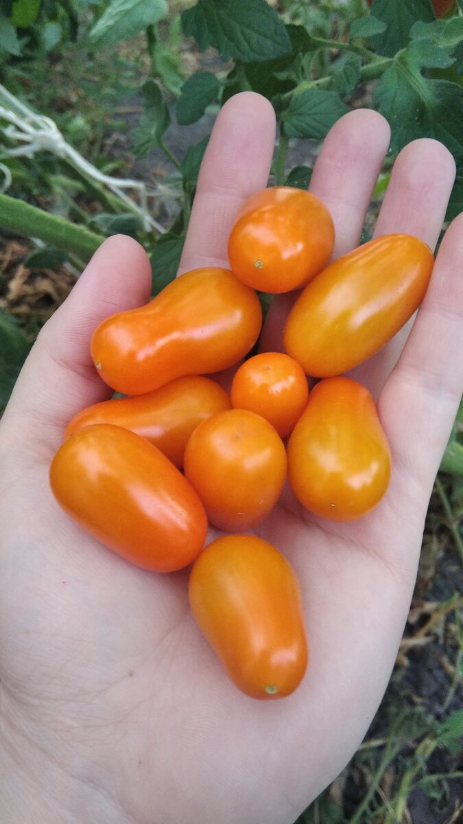 Оранжевый фонтан