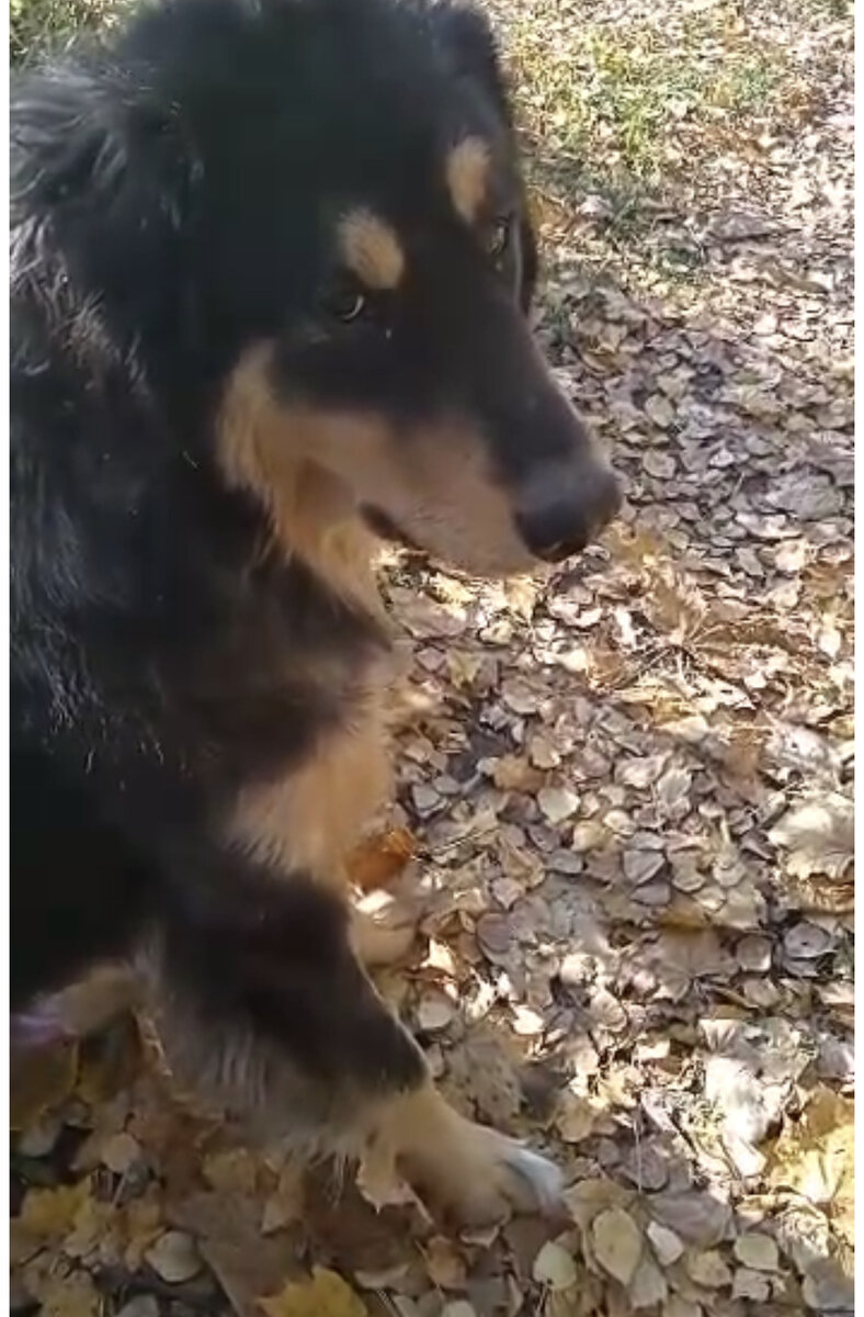 Кайсар решил за Курами следить серьезно!