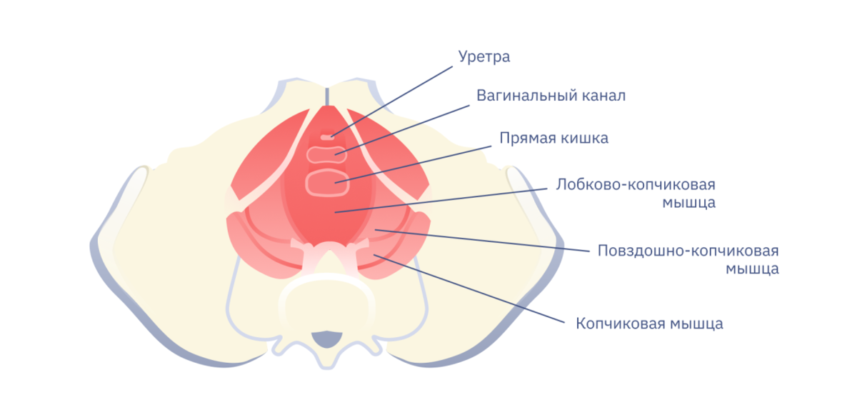 Кому подходят тренировки интимных мышц?