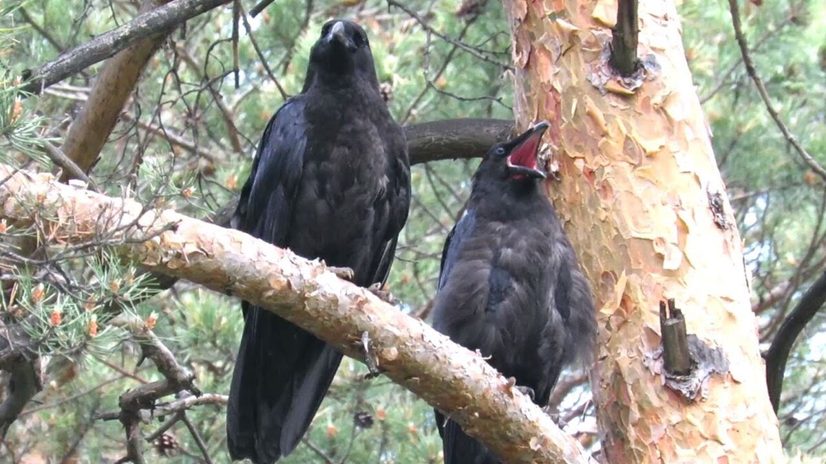 Crow videos. Ворон птенец. ВПР ворона качалось на дереве. Чем кормить птенца вороны.