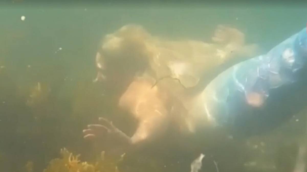    Фото: скриншот 5-tv.ru