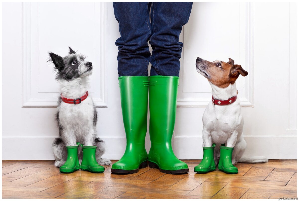  Если вы думаете, что ношение обуви собакой – это прихоть хозяина, то вы можете ошибаться. Например, у собаки могут очень сильно мерзнуть лапы зимой или необходимо уберечь их от реагентов.