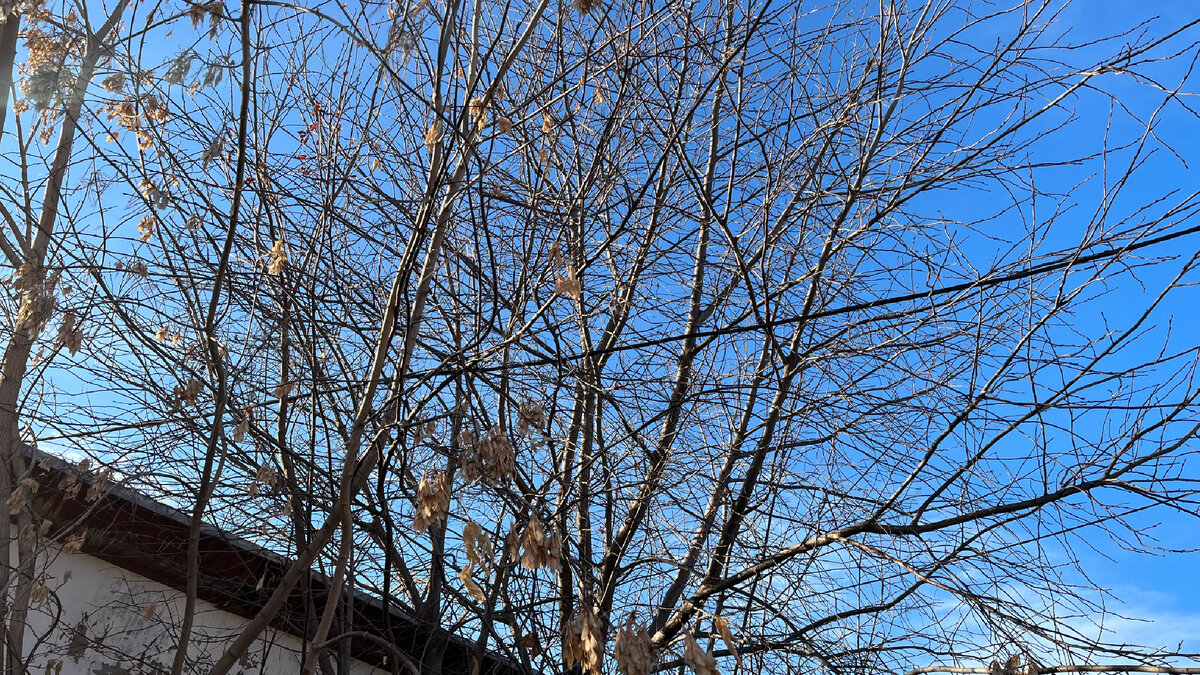 В летнее время из-за обилия листвы провода не видно 